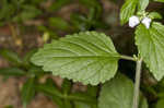 Hairy skullcap